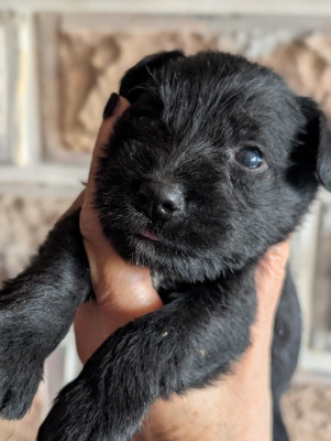 Les chiots de Schnauzer miniature