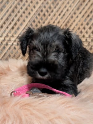 Les chiots de Schnauzer miniature