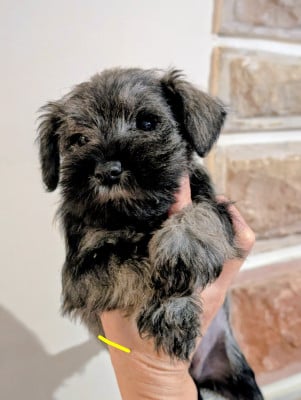 Les chiots de Schnauzer miniature