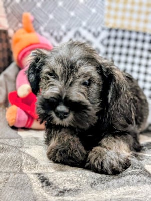 Les chiots de Schnauzer miniature