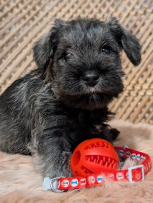 Les chiots de Schnauzer miniature