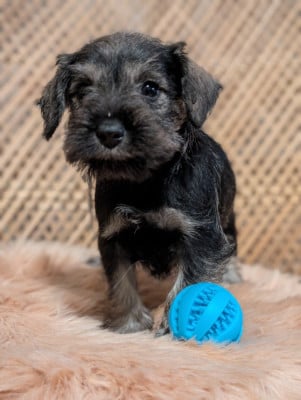 Les chiots de Schnauzer miniature