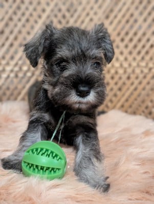 Les chiots de Schnauzer miniature