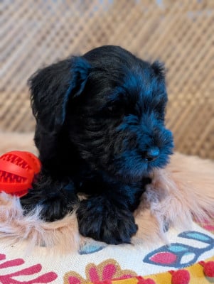 Les chiots de Schnauzer miniature