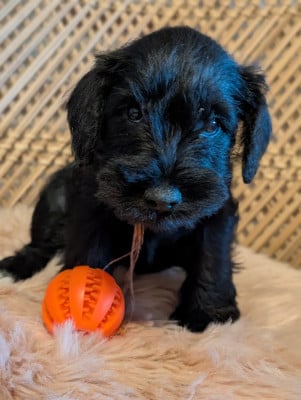 Les chiots de Schnauzer miniature