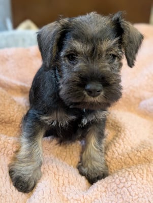 Les chiots de Schnauzer miniature