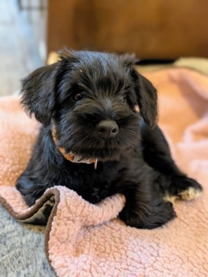 Les chiots de Schnauzer miniature