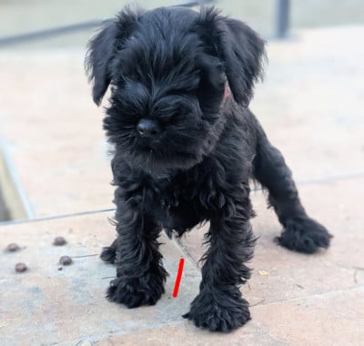Les chiots de Schnauzer miniature