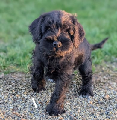 Les chiots de Schnauzer miniature