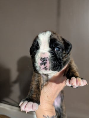 Les chiots de Boxer