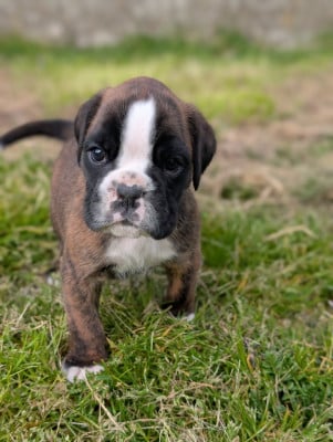 Les chiots de Boxer