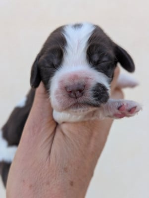 Cocker Spaniel Anglais