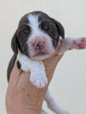 CHIOT 5 - Cocker Spaniel Anglais