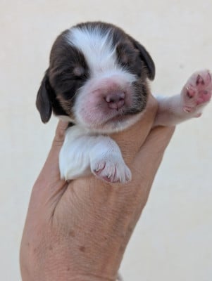 CHIOT 6 - Cocker Spaniel Anglais