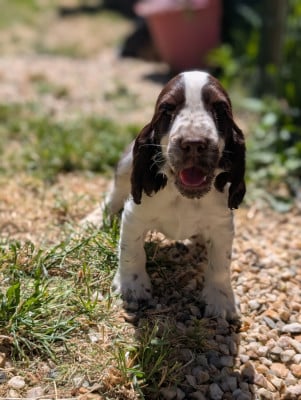 Les chiots de Cocker Spaniel Anglais