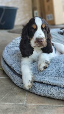 Les chiots de Cocker Spaniel Anglais