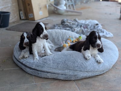 Les chiots de Cocker Spaniel Anglais