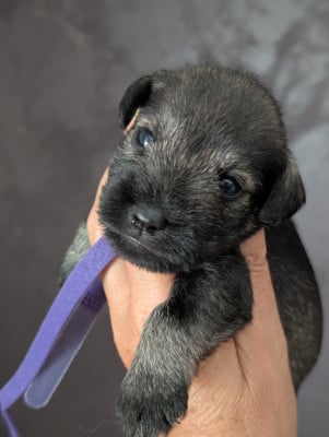 Les chiots de Schnauzer miniature