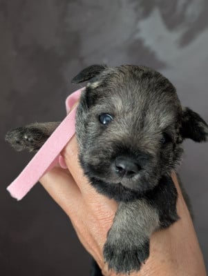 Les chiots de Schnauzer miniature