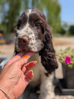 Les chiots de Cocker Spaniel Anglais