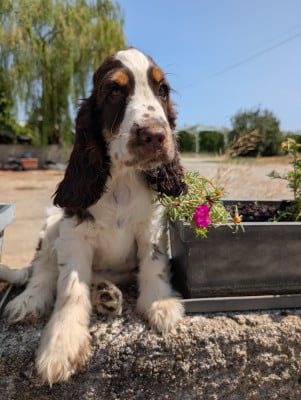 Les chiots de Cocker Spaniel Anglais
