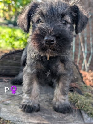 Les chiots de Schnauzer miniature
