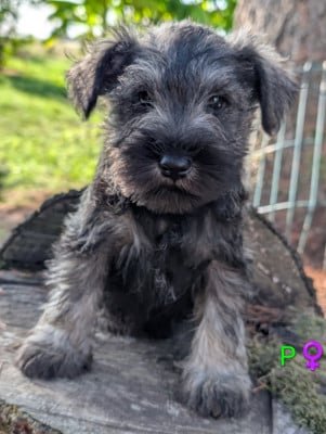 Les chiots de Schnauzer miniature