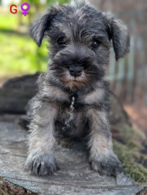 Les chiots de Schnauzer miniature