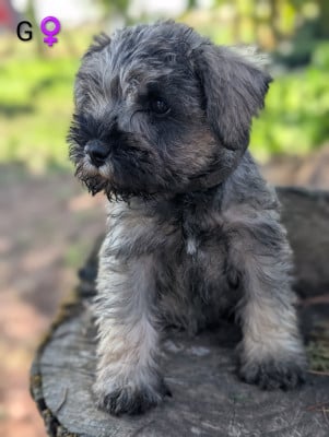 Les chiots de Schnauzer miniature