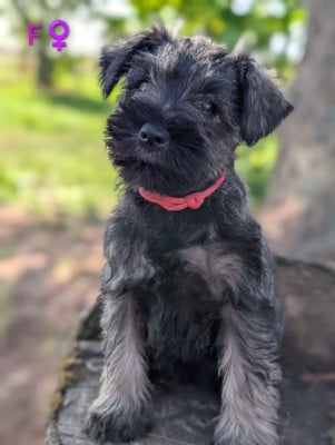 Les chiots de Schnauzer miniature