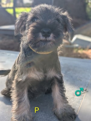 Les chiots de Schnauzer miniature