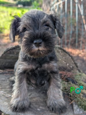 Les chiots de Schnauzer miniature