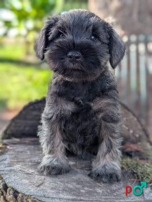 Les chiots de Schnauzer miniature