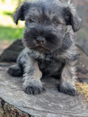 Les chiots de Schnauzer miniature