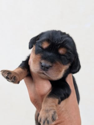 Les chiots de Cocker Spaniel Anglais
