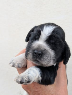 Les chiots de Cocker Spaniel Anglais