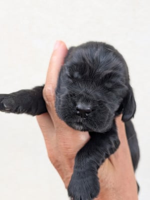 Les chiots de Cocker Spaniel Anglais