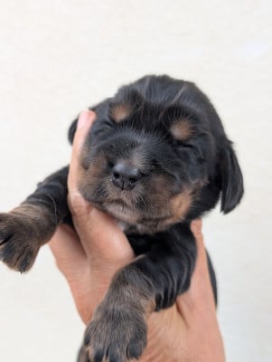 Les chiots de Cocker Spaniel Anglais