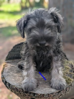 Les chiots de Schnauzer miniature