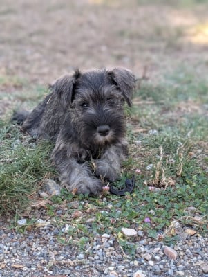 Les chiots de Schnauzer miniature