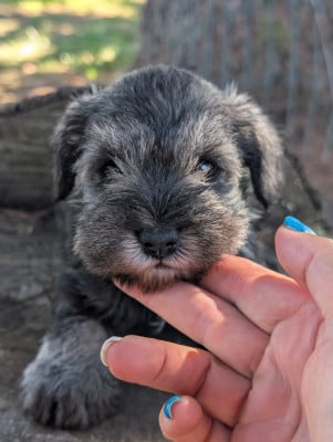 Schnauzer miniature