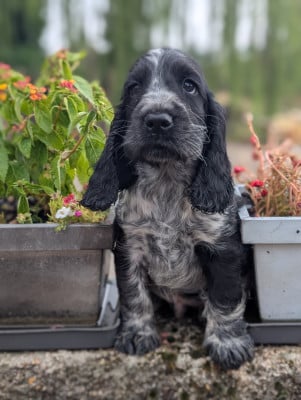 Les chiots de Cocker Spaniel Anglais