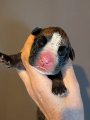 Les chiots de Boxer