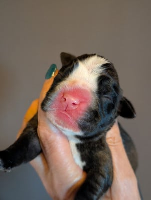 Les chiots de Boxer