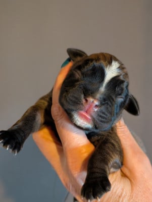 Les chiots de Boxer