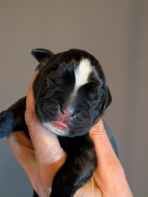 Les chiots de Boxer