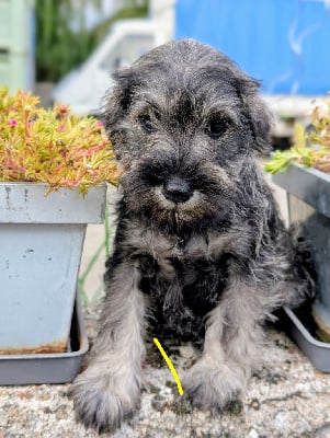 Les chiots de Schnauzer miniature