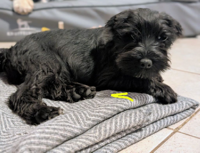 Les chiots de Schnauzer miniature