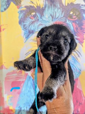 Les chiots de Schnauzer miniature