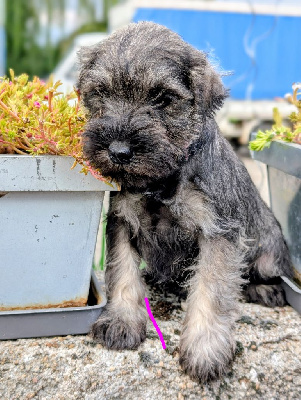 Les chiots de Schnauzer miniature